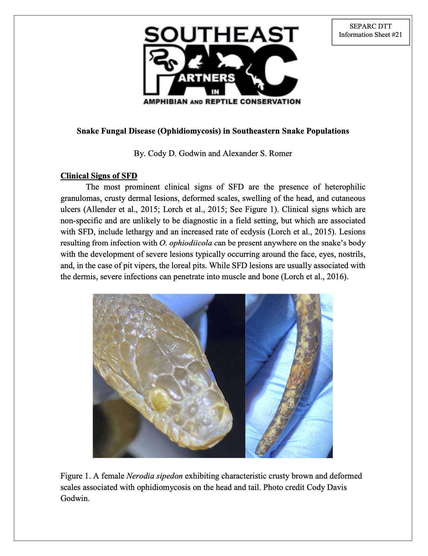Snake Fungal Disease in Southeastern Snake Populations — SEPARC - Snake Disease Management Index Frozen-Thawed